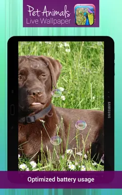 Pet Animals Live Wallpaper android App screenshot 1